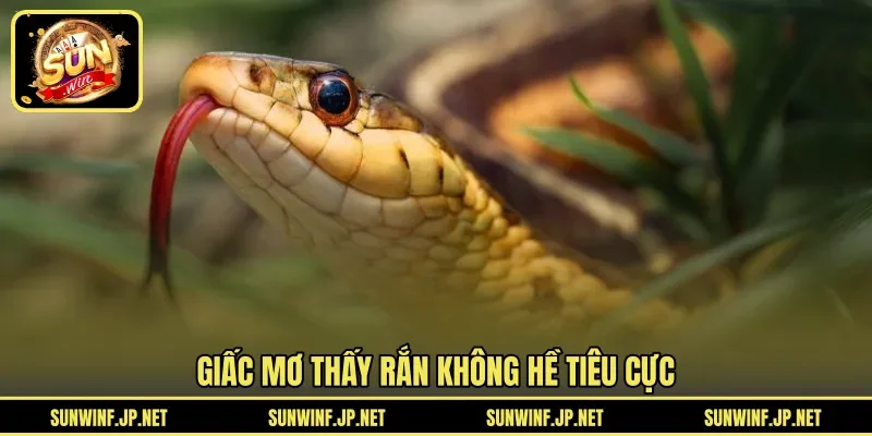 Giấc mơ thấy rắn không hề tiêu cực